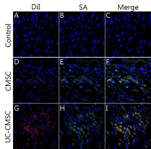 심장허혈모델에 intracardiac route로 CMSCs와 UC-MSCs 줄기세포 주입 2주 후 human alpha-sarcomeric actin 표지자를 이용하여 시행한 면역형광염색 결과