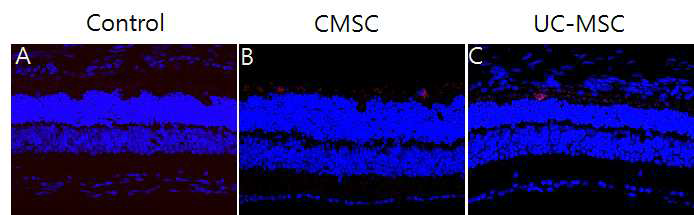 망막변성모델에 주입된 CMSCs와 UC-MSCs 줄기세포 분포