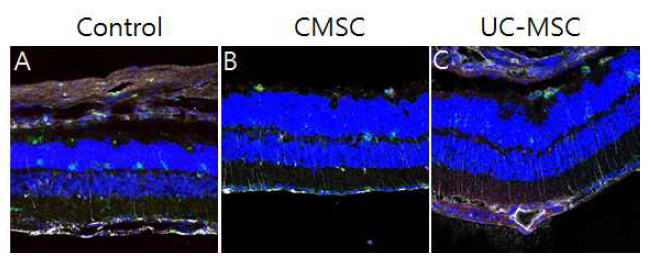 망막변성모델에 CMSCs와 UC-MSCs 줄기세포를 주입 한 후 3일째 얻은 망막수직절편에서 시행한 GFAP 면역형광염색 결과