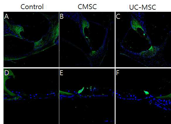 난청모델에서 CMSCs와 UC-MSCs 줄기세포를 주입 한 후 1주일째 얻은 뼈미로 관상절편에서 시행한 myosin VIIa 면역형광염색 결과