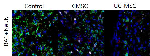 선조체 변성모델에서 CMSCs와 UC-MSCs 줄기세포를 주입 한 후 5주일째 얻은 선조체 관상절편에서 시행한 NeuN과 Iba1 이중면역형광염색 결과