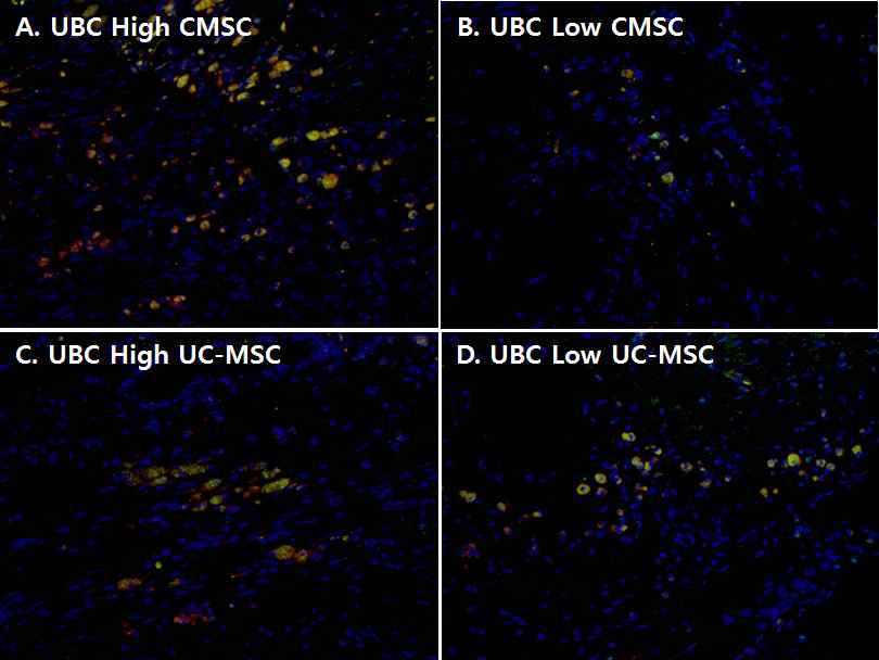 심장허혈모델에 intracardiac route로 UBC 발현 정도가 다른 CMSCs와 UC-MSCs 줄기세포 주입 8주 후 줄기세포 분포(red) 및 human α-SA (green) 발현. A. UBC high CMSCs B. UBC low CMSCs. C. UBC high UC-MSCs. D. UBC low UC-MSCs