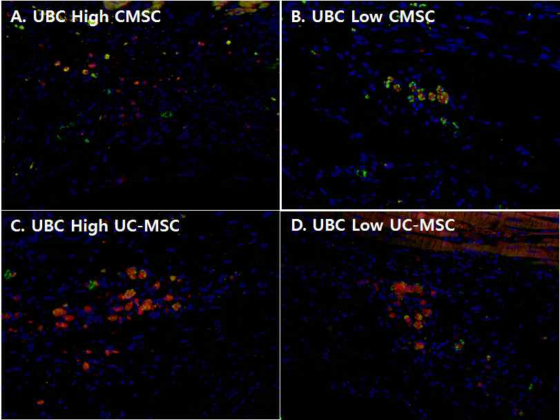 심장허혈모델에 intracardiac route로 UBC 발현 정도가 다른 CMSCs와 UC-MSCs 줄기세포 주입 8주 후 줄기세포 분포(red) 및 human cTnT (green)의 발현. A. UBC high CMSCs B. UBC low CMSCs. C. UBC high UC-MSCs. D. UBC low UC-MSCs