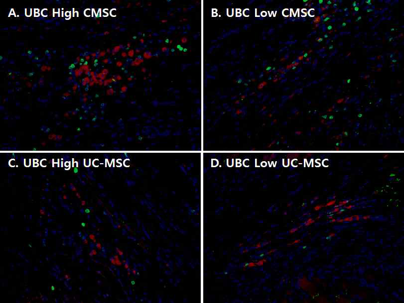 심장허혈모델에 intracardiac route로 UBC 발현 정도가 다른 CMSCs와 UC-MSCs 줄기세포 주입 8주 후 줄기세포 분포(red) 및 Cx43 (green)의 발현. A. UBC high CMSCs B. UBC low CMSCs. C. UBC high UC-MSCs. D. UBC low UC-MSCs