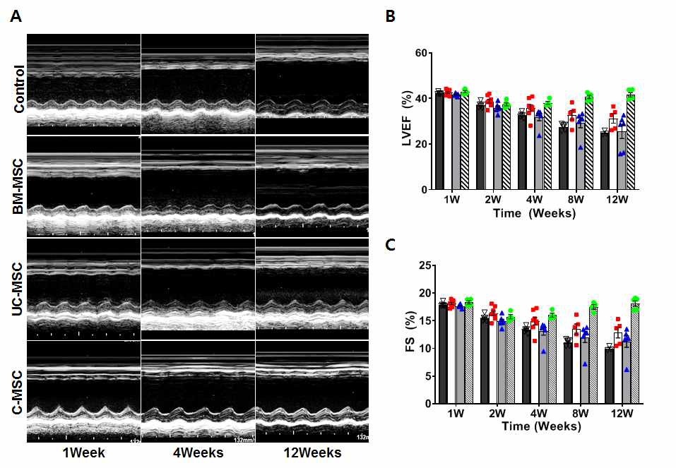 심장허혈모델에 intracardiac route로 기원이 다른 MSC인 C-MSC, UC-MSC, BM-MSC 줄기세포를 주입 후 시행한 심장초음파 결과. A. M-mode. B. 좌심실 구축률. C. 구획단축률. C-MSC 주사군에서 심장벽이 두꺼워지고 심기능이 향상되는 것을 확인