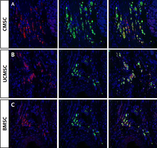 심장허혈모델에 intracardiac route로 C-MSC와 UC-MSC BM-MSC 줄기세포 주입 12주 후 줄기세포 분포(red) 및 human c-TnT (green) 발현. A. CMSCs B. UCMSC. C. BM-MSC. 주사한 세포 군 모두 cTnT를 발현하는 세포들을 확인할 수 있음