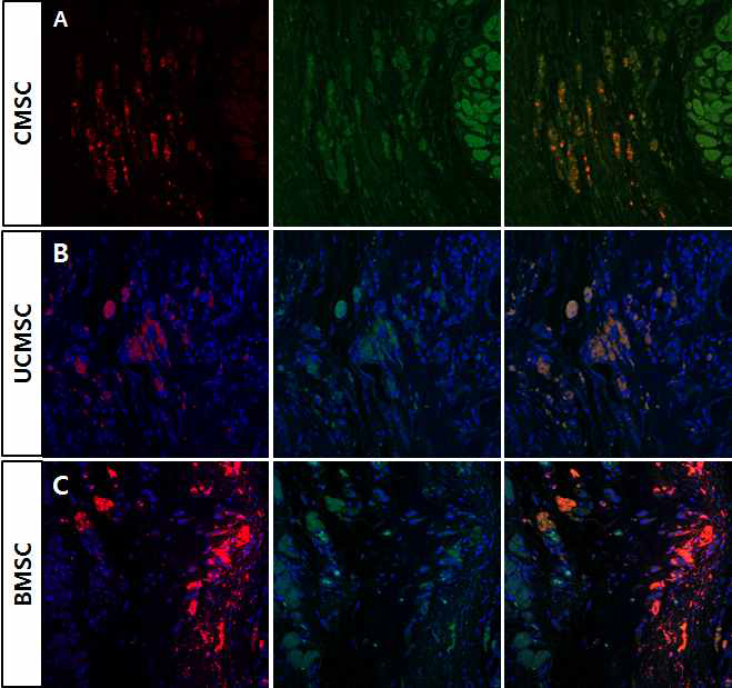 심장허혈모델에 intracardiac route로 C-MSC와 UC-MSC BM-MSC 줄기세포 주입 12주 후 줄기세포 분포(red) 및 human α-SA (green) 발현. A. CMSCs B. UCMSC. C. BM-MSC. 세 가지 주사한 세포 모두에서 α-SA발현을 확인함