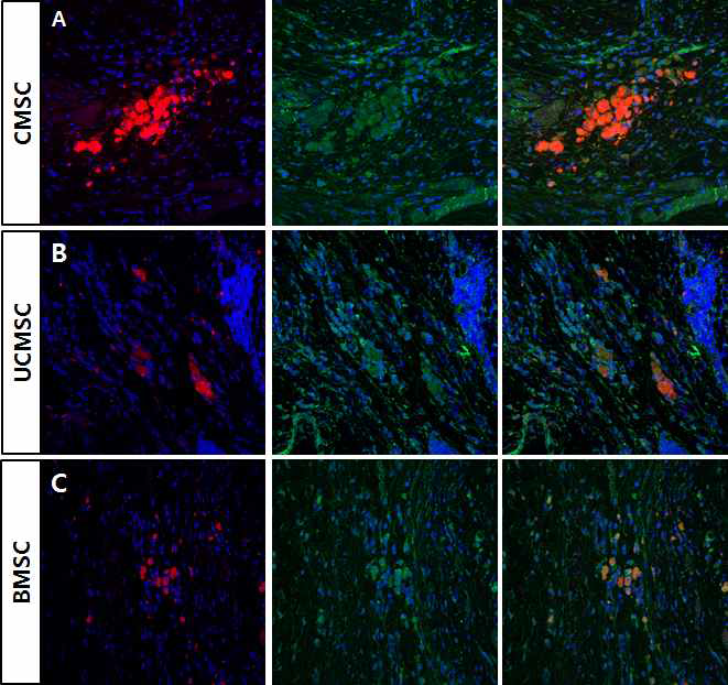 심장허혈모델에 intracardiac route로 C-MSC와 UC-MSC BM-MSC 줄기세포 주입 12주 후 줄기세포 분포(red) 및 CX43 (green) 발현. A. CMSCs B. UCMSC. C. BM-MSC