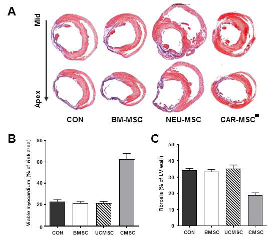 Masson-trichome 염색에 의해서 섬유화된 부분이 보라색으로 염색됨. C-MSC를 주사한 그룹에서, 심장벽이 두껍고, 심근이 유지되며 섬유화가 줄어든 것을 확인함