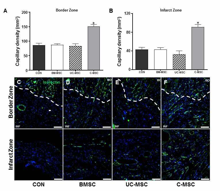 경계부위(A)와 허혈 부위(B) 모두에서, C-MSC주사군에서 모세혈관이 유의하게 증가함. 각 실험군에서 Isolectin으로 모세혈관을 염색한 사진(C-F). 사진 상에서도 C-MSC주사군에서 모세혈관이 증가한 것을 볼 수 있음