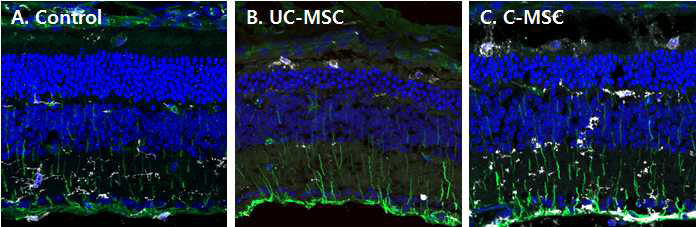 망막의 중심에서 250 um 인 지점에서 GFAP (green)과 IBA1 (white)의 발현. Control (A), UC-MSC (B), C-MSC (C) 주사 군에서 두 마커의 유의미한 차이는 없었으며, 망막 변성에 의해 모두 발현이 증가된 상태임