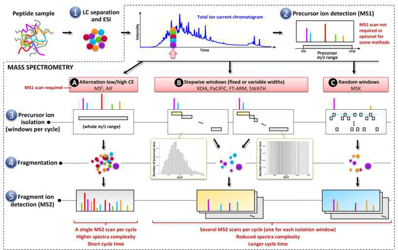 단백질 시료로부터 질량분석법을 이용한 동정 및 정량 분석과정의 예 (Proteomics 2015)
