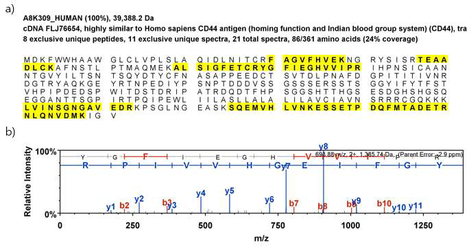 인간간엽줄기세포에서 동정된 CD 분자에 대한 sequence coverage(%)와 MS/MS spectrum