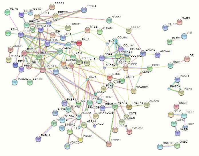 배지 D에서 감소된 단백질의 단백질-단백질 상호작용 네트워크 by STRING (143 of 154 proteins)