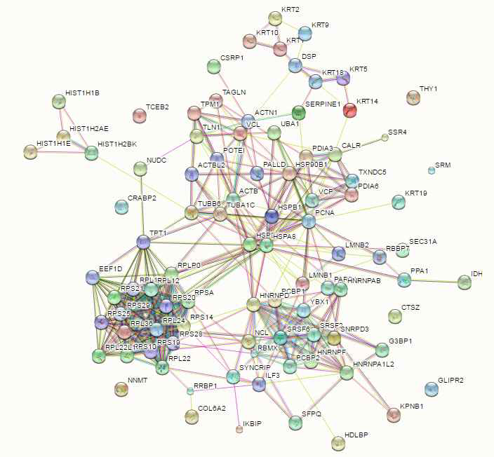 배지 D에서 증가된 단백질의 단백질-단백질 상호작용 네트워크 by STRING (92 of 99 proteins)