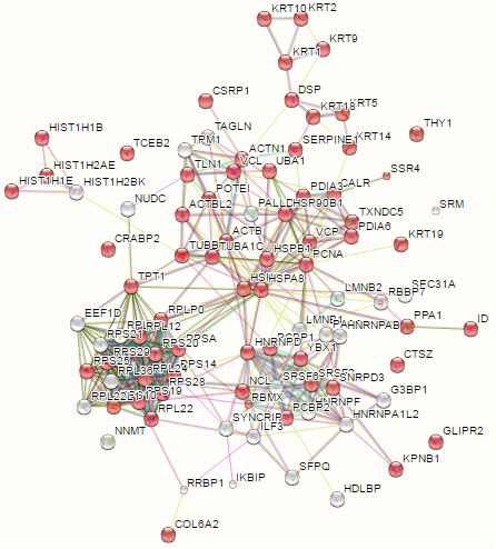 Gene Ontology 분석결과 (GO:0070062): Extracellular exosome,64개 단백질, FDR: 2.19e-33