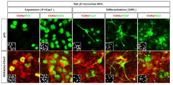 신경줄기세포에서 H2Kκ의 단백질 발현이 증식, 분화에 미치는 영향
