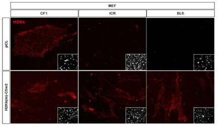 3종류 마우스 (CF1, ICR, BL6) 태아 섬유아세포에 도입된 H2Kk 단백질 발현