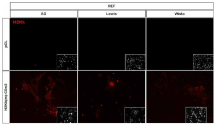 3종류 랫드 (SD, Lewis, Wista) 태아 섬유아세포에 도입된 H2Kk 단백질 발현