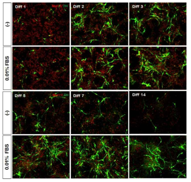 FBS 농도 의존적 도파민 신경세포의 분화 양상