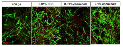 분화촉진 혼합물과 FBS 처리로 인한 도파민 신경세포의 분화양상