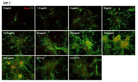 도파민 신경세포의 T3 농도 의존적 세포내 TH 발현 증가