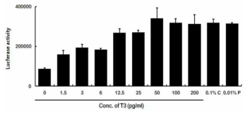 도파민 신경세포의 T3 농도 의존적 TH 프로모터 활성증가