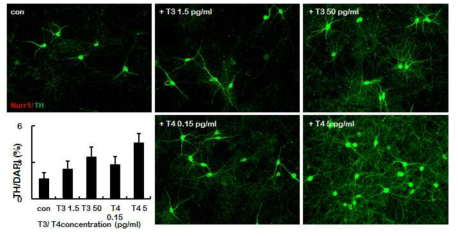 T3, T4 농도 의존적 도파민 신경세포 내 TH 발현 증가
