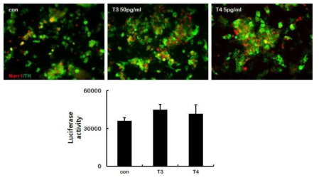 사람 신경줄기세포의 도파민 신경세포로의 분화에 미치는 T3, T4의 효과