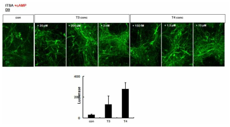 사람 배아줄기세포의 도파민 신경세포로의 분화에 미치는 T3, T4의 효과