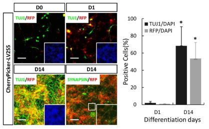 마우스 NPC에 도입된 CherryPicker 단백질 발현과 TUJ1와 SYNAPSIN1 단백질 발현 확인