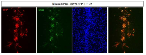 마우스 NPC에 도입된 CherryPicker 단백질 발현과 DCX 단백질 발현을 In vivo에서 확인