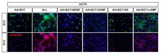 TUJ1, SYNASIN1의 세포내 발현을 통한 신경세포 분화 촉진 사이토카인 동정
