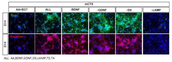 TUJ1, SYNASIN1의 세포내 발현을 통한 신경세포 분화 유효한 조합의 사이토카인 동정
