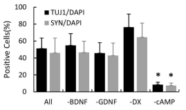 TUJ1, SYNASIN1의 세포내 발현을 통한 신경세포 분화 유효한 조합의 사이토카인 동정