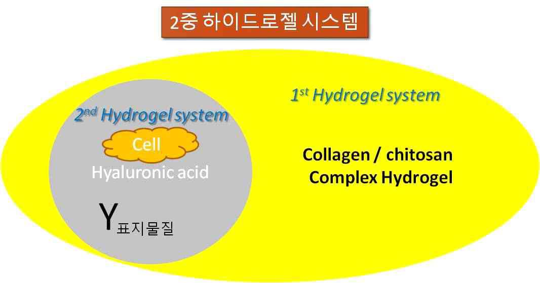 2중 하이드로젤 시스템 / 1st 콜라겐/키토산, 2nd 히알루론산