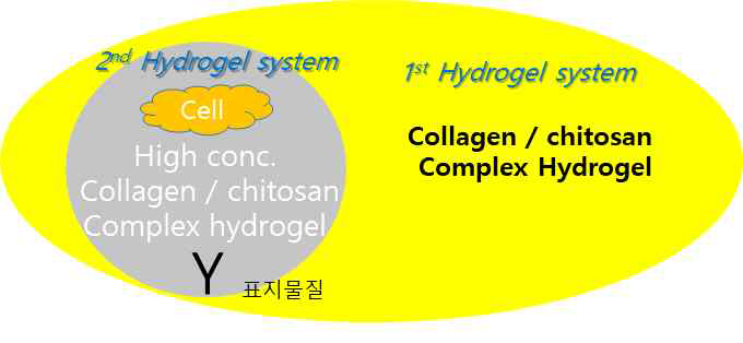 하이드로젤 시스템 / 1st 콜라겐/키토산, 2nd 고농도 콜라겐/키토산