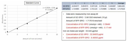 Iron assay를 통한 α-RFP 항체와 SPIO의 결합 여부 검증