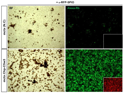 RFP를 발현하는 세포에만 α-RFP-SPIO가 특이적으로 결합함