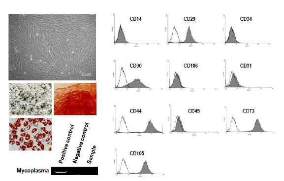 골수유래 중간엽줄기세포의 특성분석