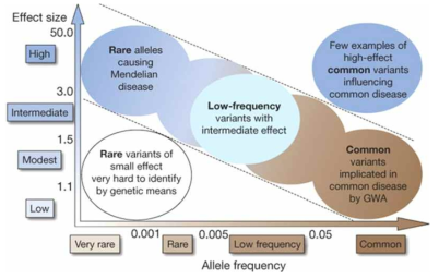 유전체 변이의 allele frequency와 effect size (ref. 1)