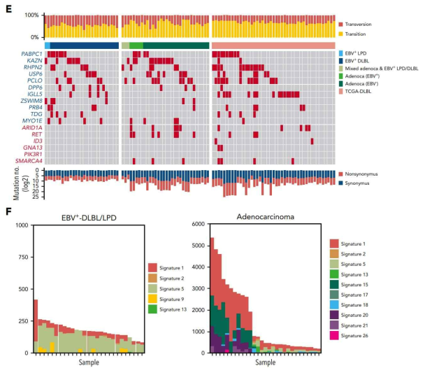 위암 PDX 모델에서 발생하는 EBV-driven lymphoma 유전체 분석 연구