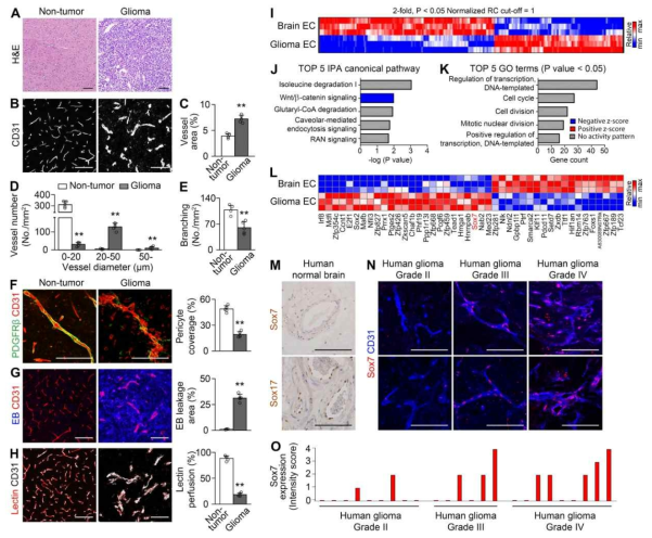 위암 PDX 모델에서 발생하는 EBV-driven lymphoma 유전체 분석 지원 연구