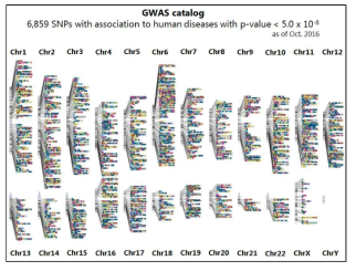 2016년 현재까지 보고된 인간 질병과 연관된 SNP 유전체 변이 (출처: EBI)