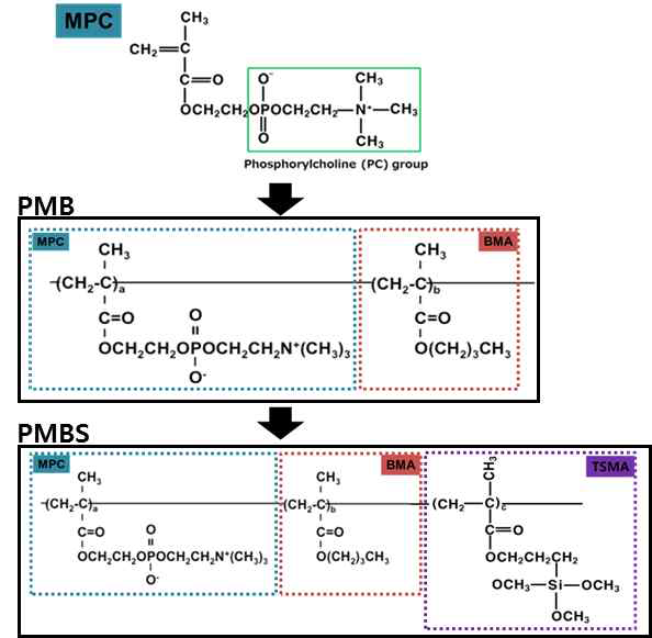MPC,PMB,PMBS 화학적 구조
