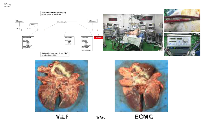 VV-ECMO 호흡부전 동물모델 개발