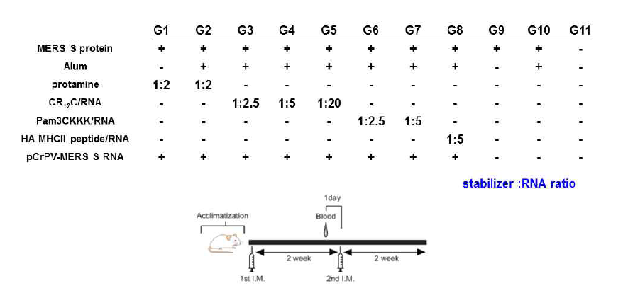 면역 그룹과 면역 스케줄 표 (pCrPV-MERS S)