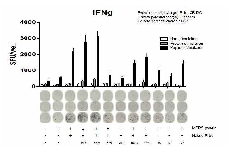 면역한 마우스의 비장 세포에 존재하는 IFN-r secreting T cell population 결과