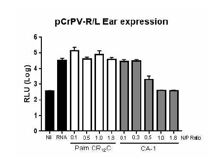 pCrPV-R/L RNA 마우스 접종 후 시간별 R/L 발현 정도
