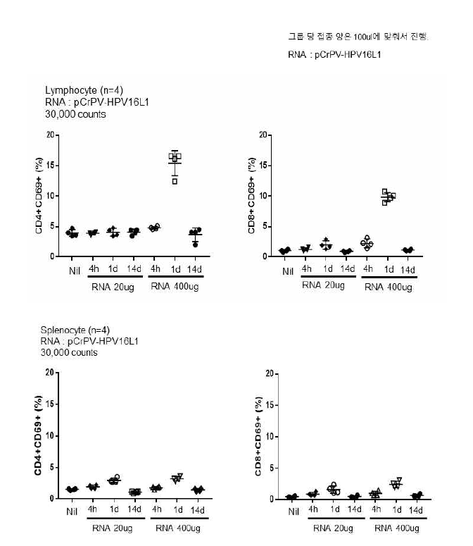 RNA adjuvant를 접종한 마우스 lymph node와 spleen에 존재하는 Th/Tc cell activation 조사